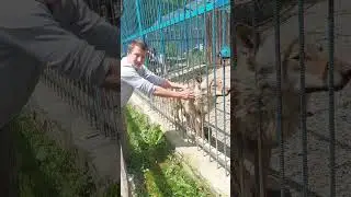 #wolf