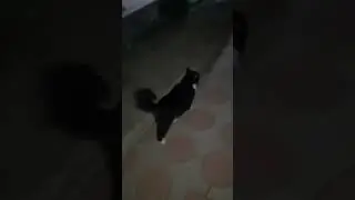 опять начались ночные разборки