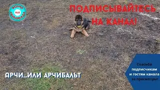 Первая живность в хозяйстве