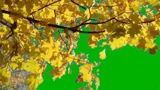 Leaves blowing in the wind green screen HD