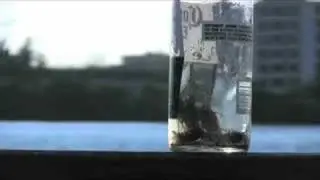 Bopsy's Bottles and BB Guns