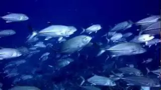 Countless Big Eye Jack!