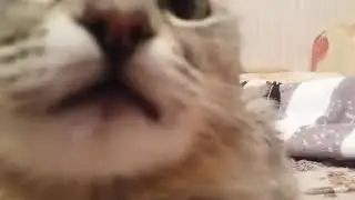 Котик котикав