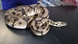 Ball python won't eat?  Feeding tips for problem feeders!
