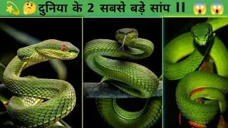 दुनिया के 2  सबसे बड़े सांप ll 😱 2 largest snakes in the world 🌍 ll #facts #animals #shorts #short