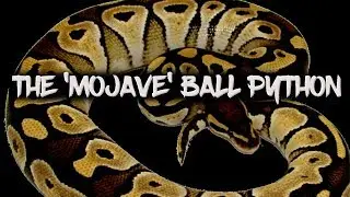 The Potential of the 'Mojave' Ball Python!