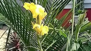 Jardim paisagem