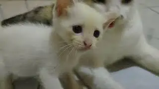 Cat and mom