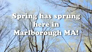 Spring has Sprung in Marlborough, MA!