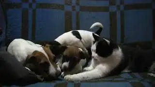 Джек-Рассел играет с кошкой