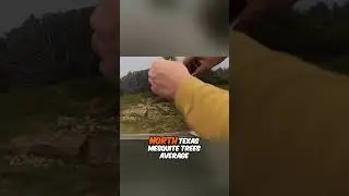 Creating Realistic Landscape with Mesquite Trees