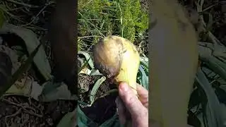 Почему убираю лук перед дождем.