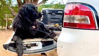 Replace Taillight Globe Bulb on Holden Commodore Ute