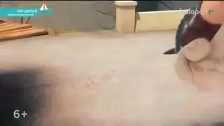 Зак #дауыл#//казакша мултфилм
