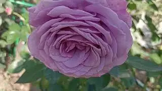 592.# 1октября 2024г Последнее видео с цветением роз🌹🌹🌹