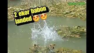 mancing nila : pesta strike😃😃😃