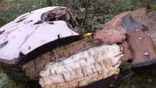 Загадка трутовика художника -  Ganoderma applanatum. Это две формы? Или это разные грибы?