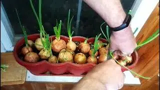 Лук,сбор урожая так не множко.