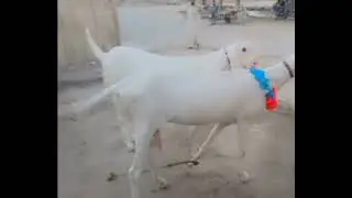 Goats Meetup #goats #viral #foryou #vlog