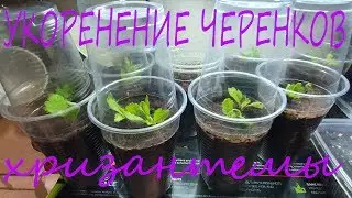 УКОРЕНЕНИЕ ЧЕРЕНКОВ ХРИЗАНТЕМЫ МУЛЬТИФЛОРА