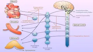 THE IMPACT OF THE NERVOUS SYSTEM ON ARTERIES AND THE HEART (Q&A)