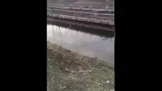 закупка малька.