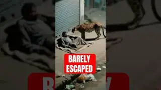 5 Animals That Stalked Humans for Hours