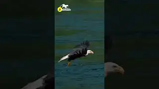 Eagle Eating Fish #shorts