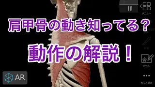 機能解剖学：肩甲骨の動作と、関わりのある筋肉