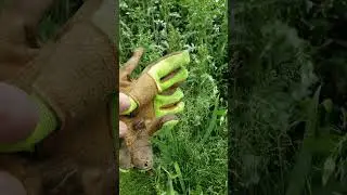 Help Adventurer, Weed the Garden!!