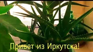 Алоэ Вера, как цветëт этот цветок!?