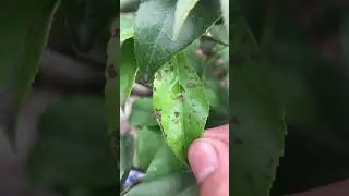 Các bác yêu cây hoa trà chú ý khẩn cấp cho em loại sâu bệnh này ạ