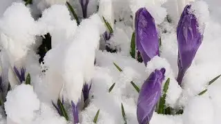 ВОЗВРАЩЕНИЕ К ВЕСНЕ