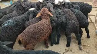 BERUNIY QÒY BOZOR NARXLARI 16_04_2023