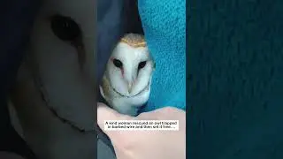 Trapped Barn Owl 