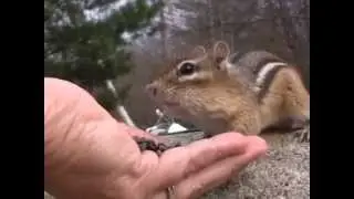 бурундук chipmunk