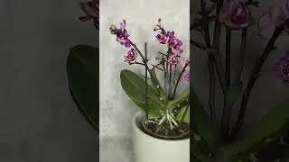 фаленопсис мультифлора