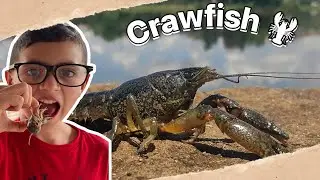 Catch and Cook Crawfish 🦞