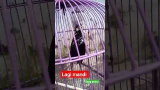 gacoan sang prabu lagi mandi 😃