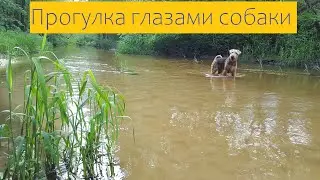 Прогулка глазами собаки | камера на собаке