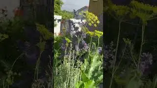 Красивый огород! А ты видишь в этом красоту? #шортс #дача  #сад #garden #лето #spring #огород