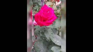 Сад с розами 30.06.23