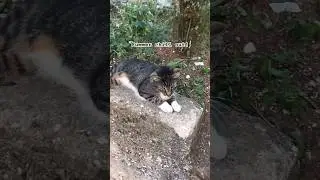 Cats choose us, we don't own them #shorts