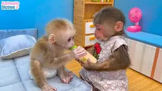 BiBi helps dad take care of baby monkey OBi