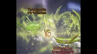 Зелёный кузнечик против короткокрылого зеленчука | Tettigonia viridissima VS Euthystira Brachyptera