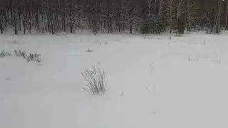 Охота на зайца. Жесть собака поймала своего первого зайца живым.