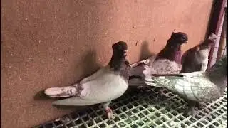 5 takım hazır pareli HÜNKARİLER