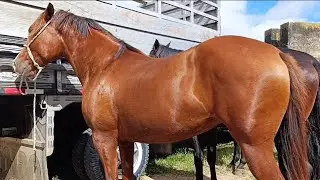 The Best Horses at the Caruaru Horse Fair in Pernambuco 