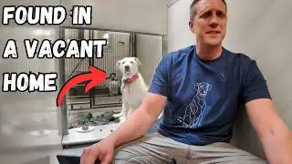 Watch what Happens When I Sing to a Shelter Dog!