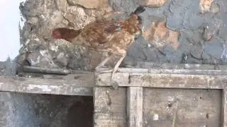 Kahverengi Tavuk Yumurtlayacak Yer Arıyor